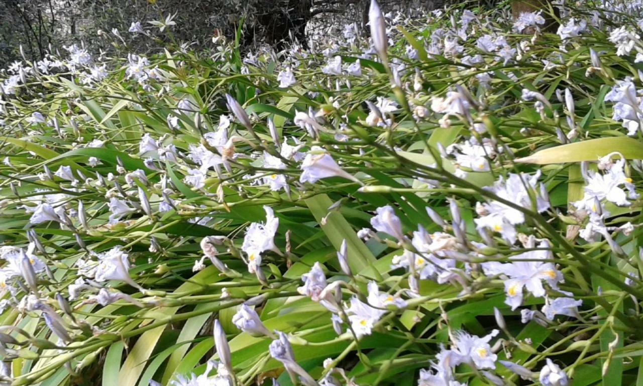 Villa Albachiara 卡莫利 外观 照片